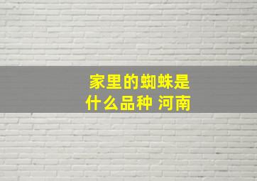 家里的蜘蛛是什么品种 河南